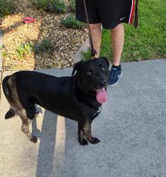 Reunited Male Dog last seen Creedmoor Lane, New Port Richey Fl, Waters Edge, FL 34654