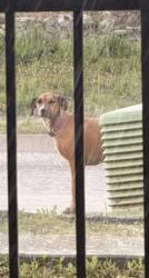 Found/Stray Unknown Dog last seen Prickly Loop - Sweet Briar Subdivision , Ooltewah, TN 37363