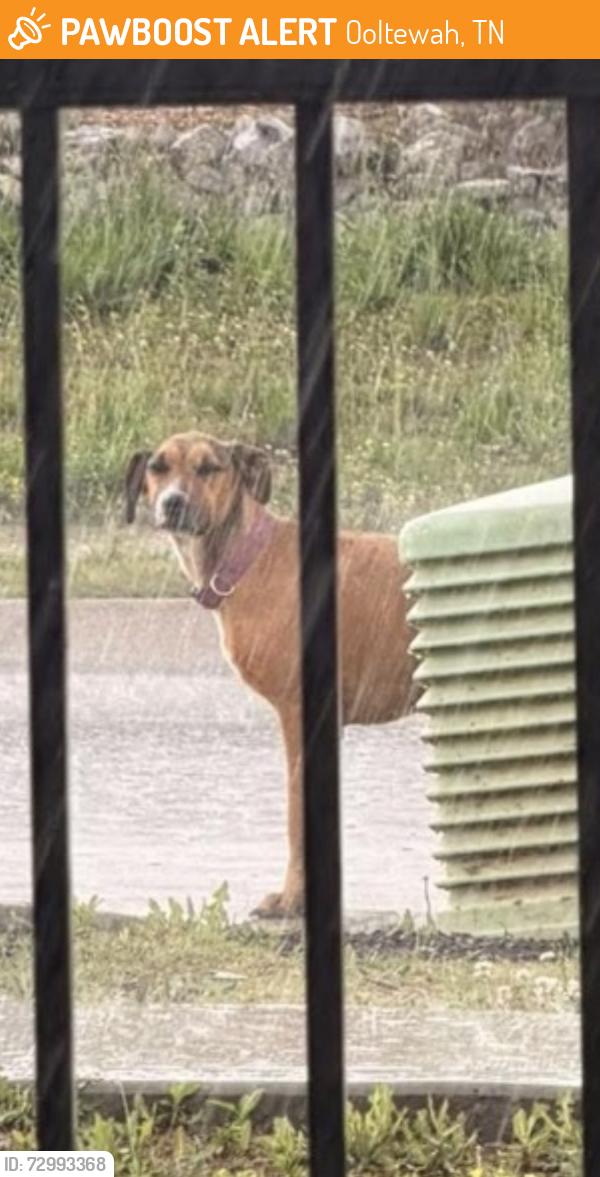 Found/Stray Unknown Dog last seen Prickly Loop - Sweet Briar Subdivision , Ooltewah, TN 37363