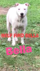 Lost Female Dog last seen Off husbands rd, Paducah, KY 42003