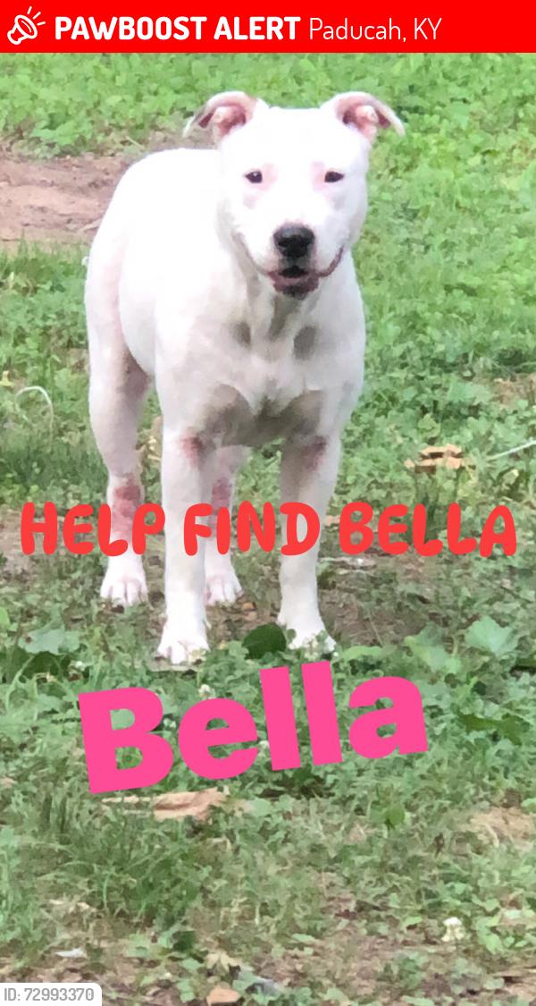 Lost Female Dog last seen Off husbands rd, Paducah, KY 42003