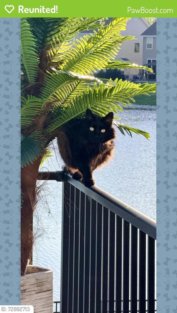 Reunited Female Cat last seen Charlestowne place dr boschertown , Saint Charles, MO 63301