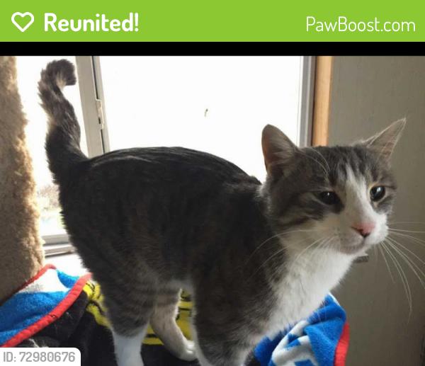 Reunited Male Cat last seen Arthur Murray , Royal Oak, MI 48073