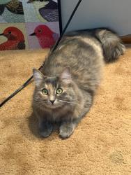 Reunited Female Cat last seen Lemon and San Tan blvd. Across from church , Queen Creek, AZ 85142