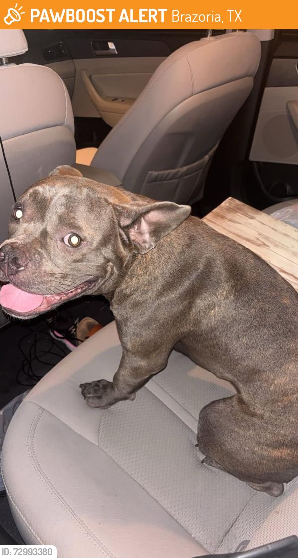 Found/Stray Unknown Dog last seen Stewart’s parking lot in Brazoria , Brazoria, TX 77422