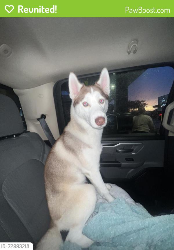 Reunited Male Dog last seen Near Lantana Rd, Lake Worth Beach, FL 33463, USA, Lake Worth Beach, FL 33463
