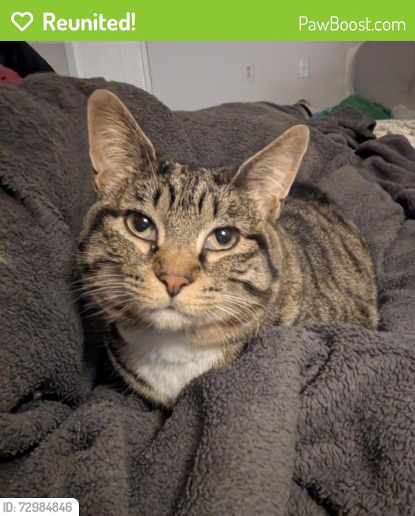 Reunited Female Cat last seen Zink Rd, Colonel Glenn Highway, Fairborn, OH 45324
