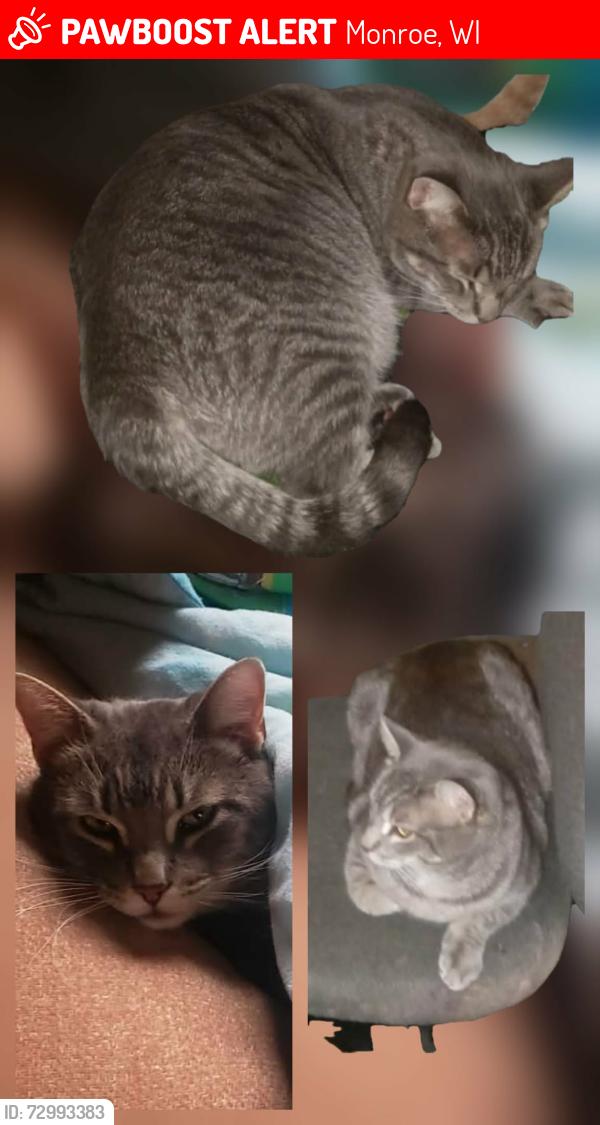 Lost Male Cat last seen highway 69 - 8th avenue, Monroe, WI 53566