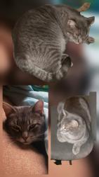 Lost Male Cat last seen highway 69 - 8th avenue, Monroe, WI 53566