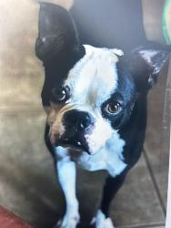 Lost Male Dog last seen Eat in The Heights , San Antonio, TX 78260