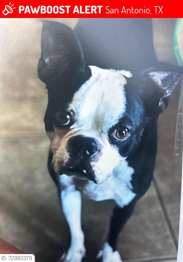 Lost Male Dog last seen Eat in The Heights , San Antonio, TX 78260