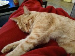 Lost Male Cat last seen Zinfandel and Windrow, Rancho Cordova, CA 95670