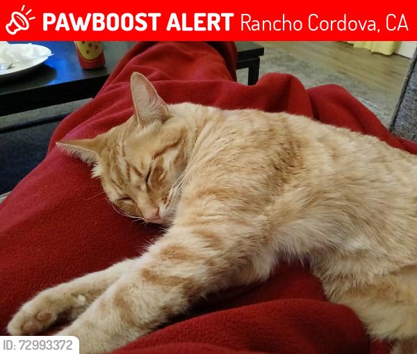 Lost Male Cat last seen Zinfandel and Windrow, Rancho Cordova, CA 95670
