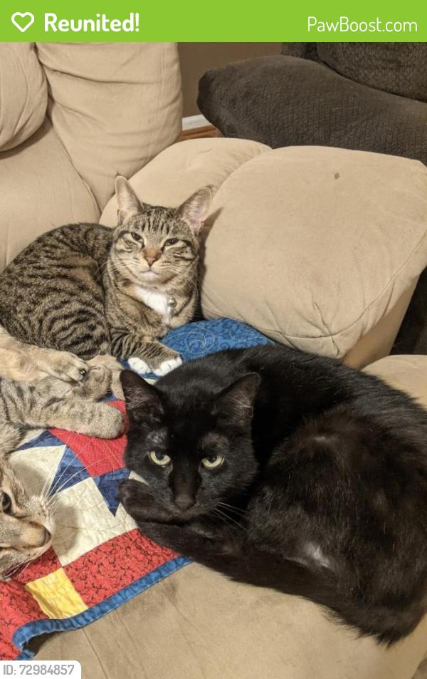Reunited Female Cat last seen Zink Rd, Colonel Glenn Highway, Fairborn, OH 45324