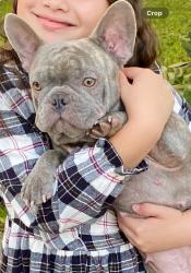 Reunited Female Dog last seen Near th St, Pompano Beach, FL 33064