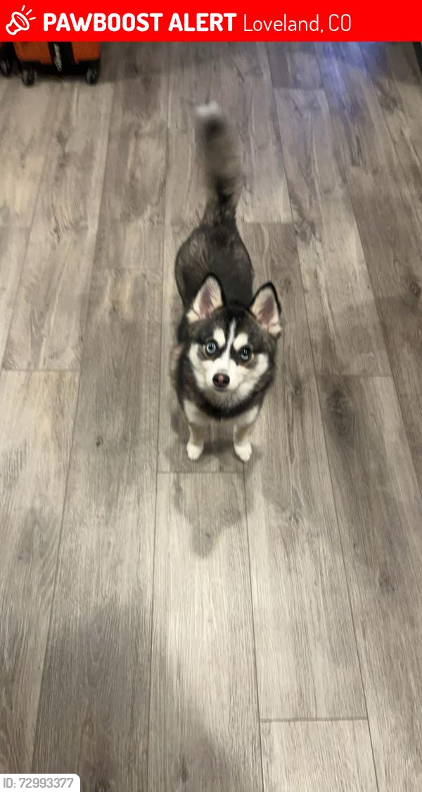Lost Male Dog last seen 5th street, county road 9 roundabout , Loveland, CO 80537