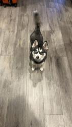 Lost Male Dog last seen 5th street, county road 9 roundabout , Loveland, CO 80537