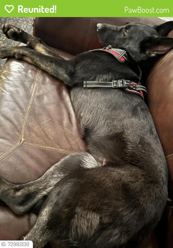 Reunited Female Dog last seen Sherman Hill, Des Moines, IA 50314