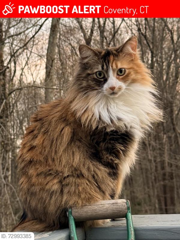 Lost Female Cat last seen South street near Coventry Lake, Coventry, CT 06238