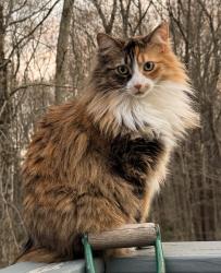 Lost Female Cat last seen South street near Coventry Lake, Coventry, CT 06238