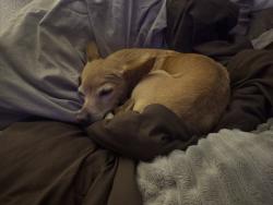Reunited Male Dog last seen Near Button Willow Dr, Fort Worth, TX 76123, USA, Fort Worth, TX 76123