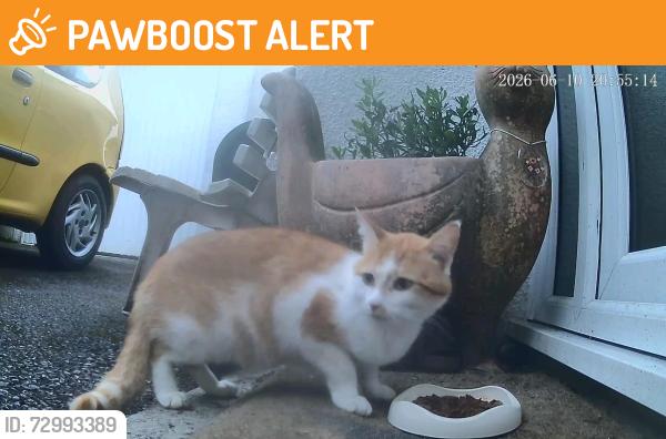 Found/Stray Male Cat last seen Ugborough , Ugborough, England PL21