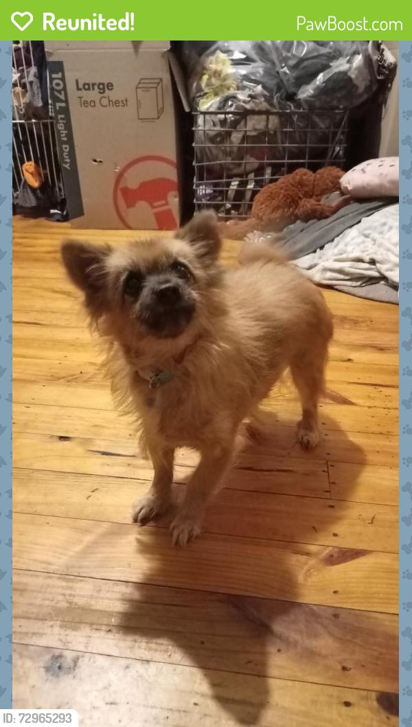 Reunited Female Dog last seen yarnbury road Elizabeth North , Elizabeth North, SA 5113