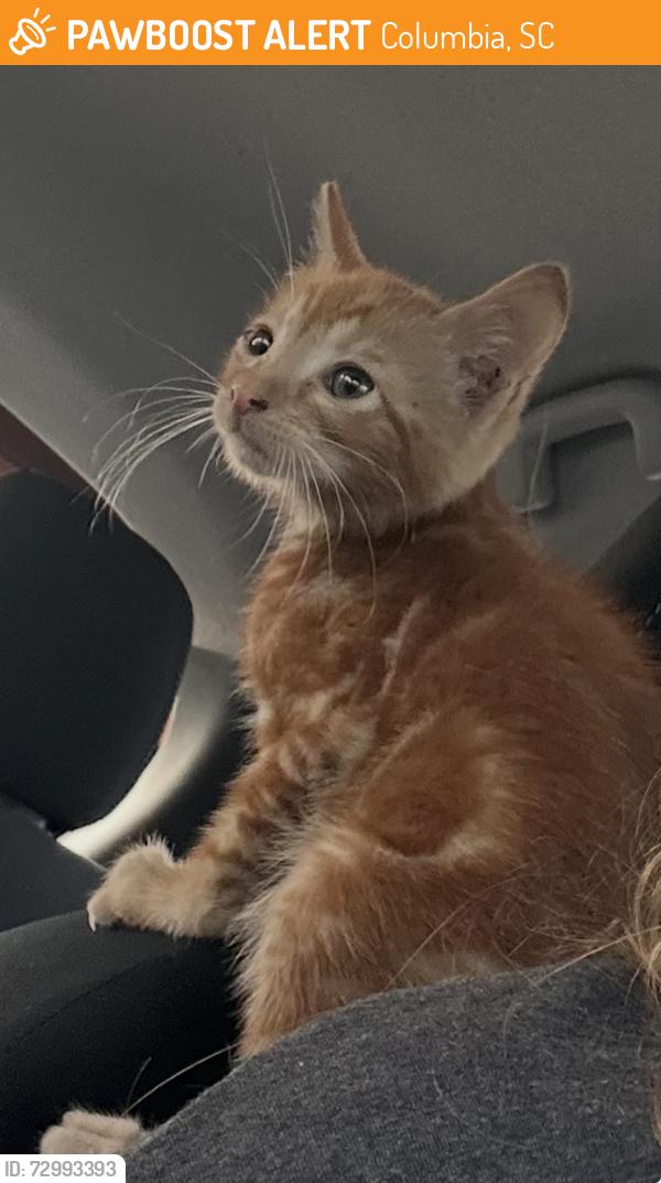 Found/Stray Male Cat last seen ian Road, Columbia, SC 29203
