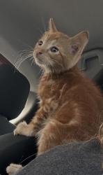 Found/Stray Male Cat last seen ian Road, Columbia, SC 29203