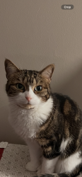 Lost Female Cat last seen 8rd and state line Leawood , Leawood, KS 66206