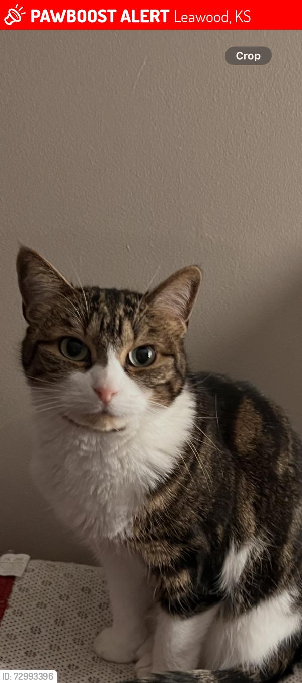 Lost Female Cat last seen 8rd and state line Leawood , Leawood, KS 66206