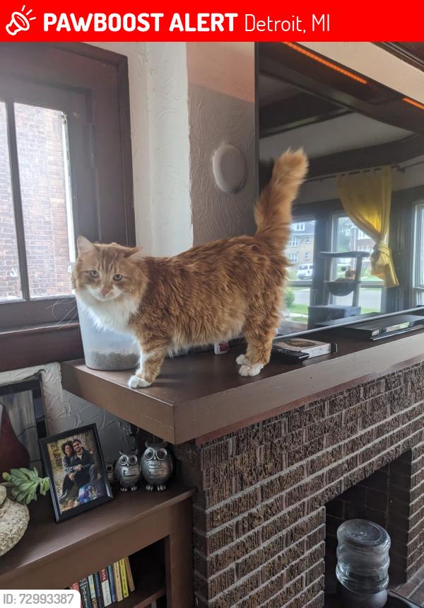 Lost Male Cat last seen Virginia Park and Rosa Parks, Detroit, MI 48206