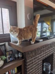 Lost Male Cat last seen Virginia Park and Rosa Parks, Detroit, MI 48206