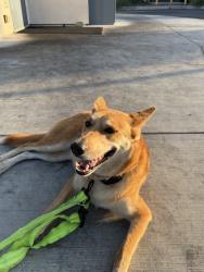 Found/Stray Female Dog last seen Durch Bros, Baldwin Park, CA 91706