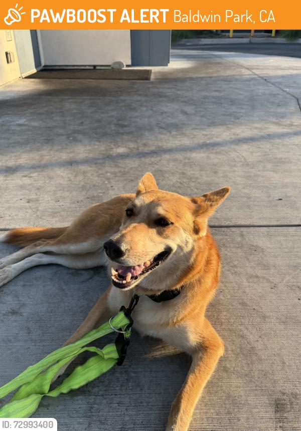 Found/Stray Female Dog last seen Durch Bros, Baldwin Park, CA 91706