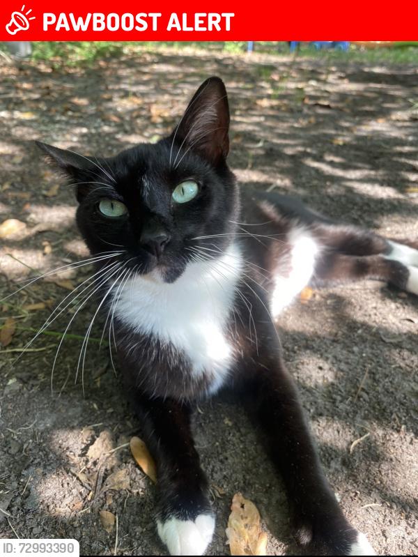 Lost Female Cat last seen Dorchester Rd & Leeds Ave, North Charleston, SC 29405