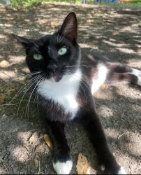 Lost Female Cat last seen Dorchester Rd & Leeds Ave, North Charleston, SC 29405