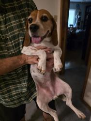 Found/Stray Female Dog last seen Lamar and Park Hill, Arlington, TX 76012