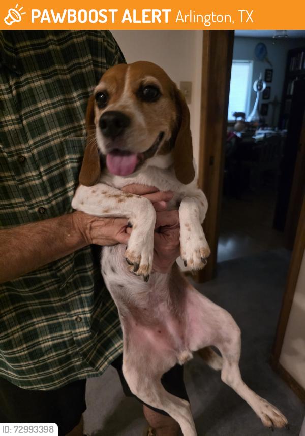 Found/Stray Female Dog last seen Lamar and Park Hill, Arlington, TX 76012