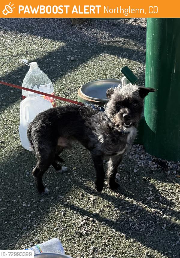 Found/Stray Male Dog last seen Jaycee Dog Park , Northglenn, CO 80233