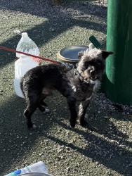Found/Stray Male Dog last seen Jaycee Dog Park , Northglenn, CO 80233
