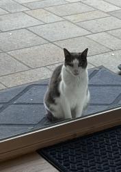 Lost Female Cat last seen Morengo and Dugan, La Mesa, CA 91942