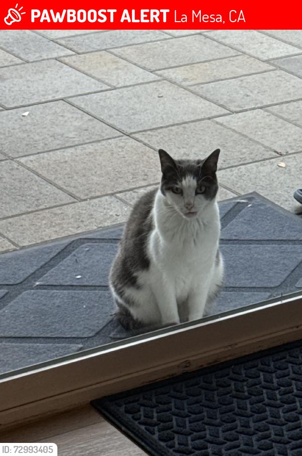 Lost Female Cat last seen Morengo and Dugan, La Mesa, CA 91942