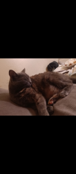 Reunited Female Cat last seen Alameda shopping center , Baltimore, MD 21212