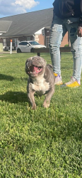 Lost Male Dog last seen Washington street and white river blvd , Indianapolis, IN 46222