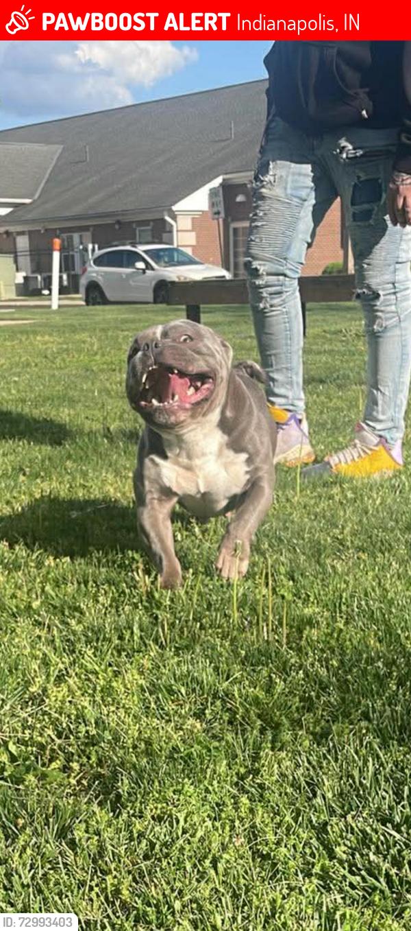 Lost Male Dog last seen Washington street and white river blvd , Indianapolis, IN 46222