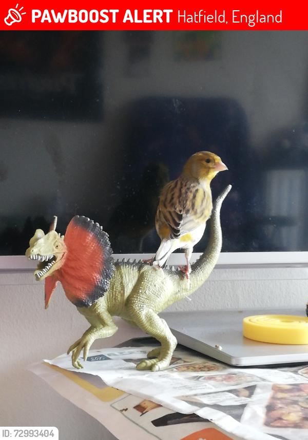 Lost Male Bird last seen Premier Inn , Hatfield, England 