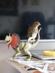 Lost Male Bird last seen Premier Inn , Hatfield, England 