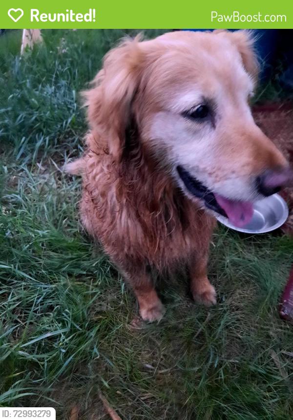 Reunited Male Dog last seen 2.5 miles east, 1 mile north of Tea, Tea, SD 57064