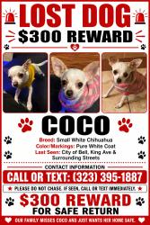 Reunited Female Dog last seen Brompton Ave, Bell, CA 90201, USA, Bell, CA 90201